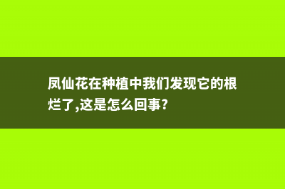 凤仙花烂根是怎么回事 (凤仙花在种植中我们发现它的根烂了,这是怎么回事?)