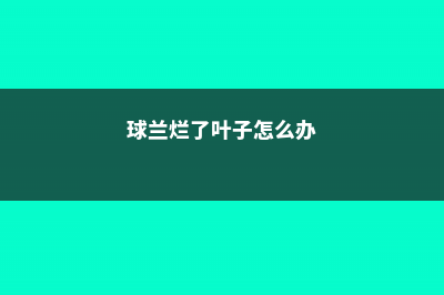 球兰烂根怎么办 (球兰烂了叶子怎么办)