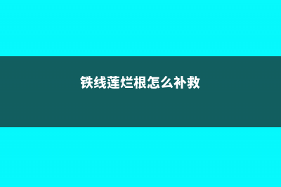 铁线莲烂根怎么办 (铁线莲烂根怎么补救)