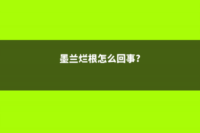 墨兰烂根的救治方法 (墨兰烂根怎么回事?)