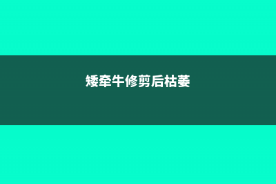 矮牵牛烂根怎么办 (矮牵牛修剪后枯萎)