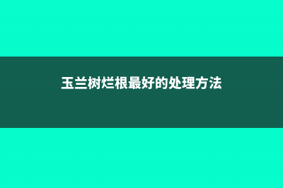 玉兰烂根怎么补救 (玉兰树烂根最好的处理方法)