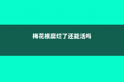 梅花烂根是怎么回事 (梅花根腐烂了还能活吗)