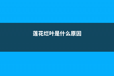 莲花烂根是怎么回事 (莲花烂叶是什么原因)