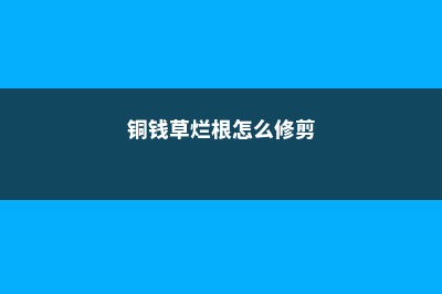 铜钱草烂根怎么办 (铜钱草烂根怎么修剪)