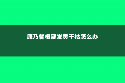 康乃馨烂根怎么办 (康乃馨根部发黄干枯怎么办)