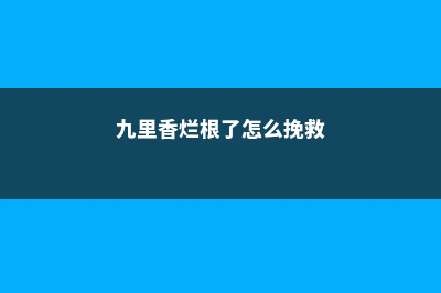 九里香烂根了怎么办 (九里香烂根了怎么挽救)