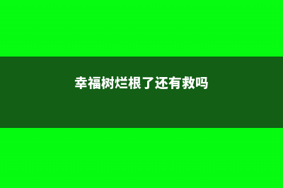 幸福树烂根怎么办 (幸福树烂根了还有救吗)