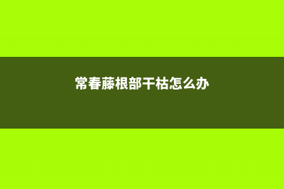 常春藤烂根怎么办 (常春藤根部干枯怎么办)