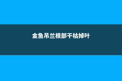 金鱼吊兰烂根怎么处理 (金鱼吊兰根部干枯掉叶)