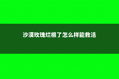 沙漠玫瑰烂根了怎处理 (沙漠玫瑰烂根了怎么样能救活)