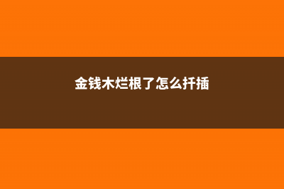 金钱木烂根怎么办？具体情况具体分析！ (金钱木烂根了怎么扦插)