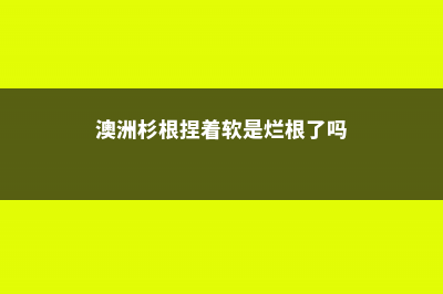 澳洲杉烂根怎么办 (澳洲杉根捏着软是烂根了吗)