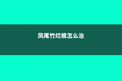 凤尾竹烂根怎么办 (凤尾竹烂根怎么治)