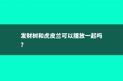 发财树虎皮兰……根全烂了也能救活？真神了 (发财树和虎皮兰可以摆放一起吗?)