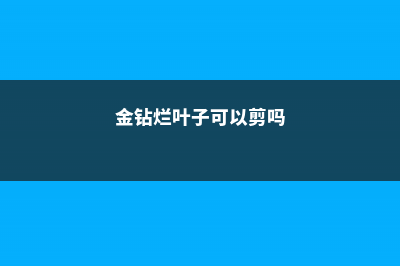 金钻烂根怎么办 (金钻烂叶子可以剪吗)