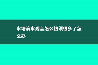 水培滴水观音烂根怎么办 (水培滴水观音怎么根须很多了怎么办)