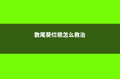 散尾葵烂根了怎么办 (散尾葵烂根怎么救治)