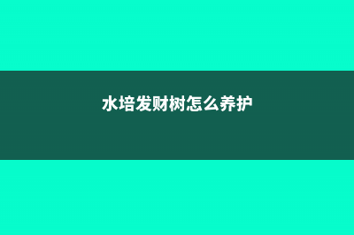 水培发财树怎么防止烂根 (水培发财树怎么养护)