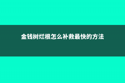 金钱树烂根怎么办 (金钱树烂根怎么补救最快的方法)