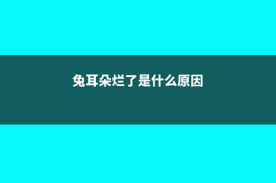 月兔耳烂根怎么办 (兔耳朵烂了是什么原因)