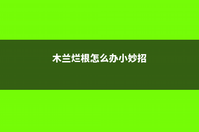 木兰烂根怎么办? (木兰烂根怎么办小妙招)