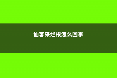 仙客来烂根怎么办 (仙客来烂根怎么回事)