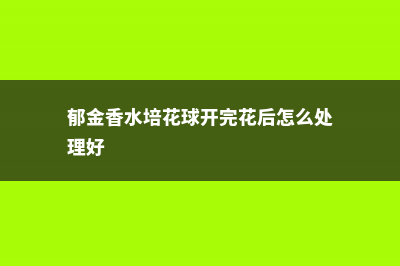 郁金香水培花球腐烂了怎么办 (郁金香水培花球开完花后怎么处理好)