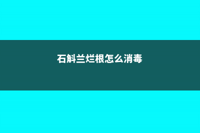 石斛兰烂根怎么办 (石斛兰烂根怎么消毒)