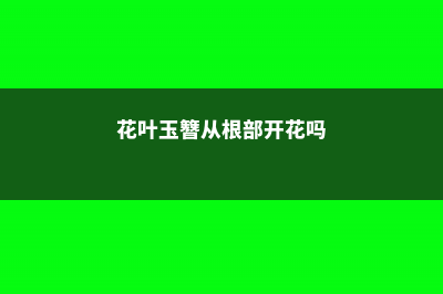 花叶玉簪从根部开始烂是怎么回事 (花叶玉簪从根部开花吗)