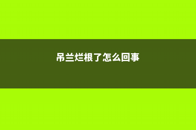 吊兰烂根怎么办 (吊兰烂根了怎么回事)