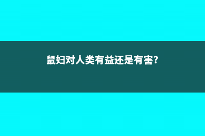 鼠妇是什么，对人有害吗 (鼠妇对人类有益还是有害?)