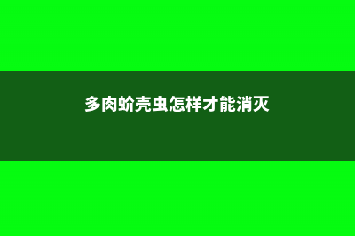 多肉蚧壳虫怎样彻底消灭 (多肉蚧壳虫怎样才能消灭)