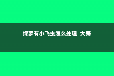 绿萝有小飞虫怎么处理，叶子发黄是怎么回事 (绿萝有小飞虫怎么处理 大蒜)