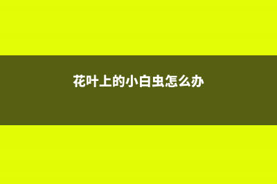 花叶上的小白虫怎么办 (花叶上的小白虫怎么办)