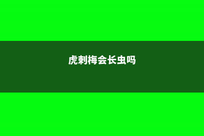 虎刺梅有什么虫害 (虎刺梅会长虫吗)