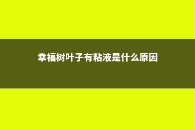 幸福树叶子有粘液如何解决 (幸福树叶子有粘液是什么原因)