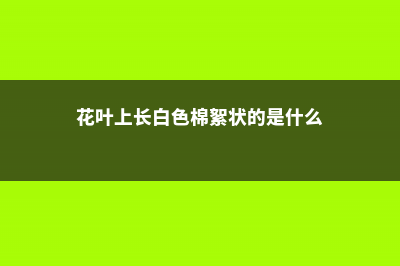 花叶上长的白色东西是什么，怎么去除 (花叶上长白色棉絮状的是什么)