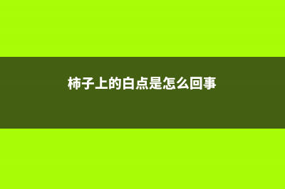 柿子上的白点是什么，怎么治疗 (柿子上的白点是怎么回事)