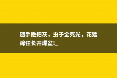 随手撒把灰，虫子全死光，花猛蹿狂长开爆盆! 