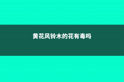 黄花风铃木的病虫害防治 (黄花风铃木的花有毒吗)