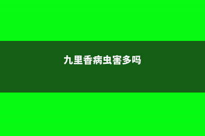 九里香的病虫害防治 (九里香病虫害多吗)