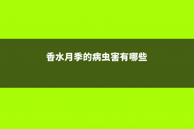 香水月季的病虫害防治 (香水月季的病虫害有哪些)