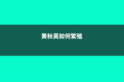 黄秋英的病虫害防治 (黄秋英如何繁殖)