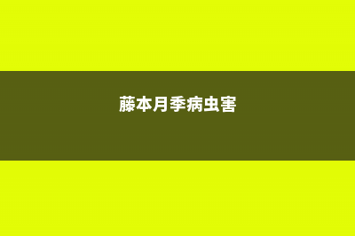 藤本月季的病虫害及其防治 (藤本月季病虫害)