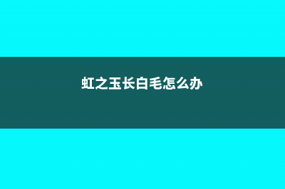 虹之玉长白虫子怎么办？ (虹之玉长白毛怎么办)