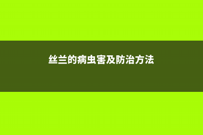 丝兰的病虫害及其防治 (丝兰的病虫害及防治方法)