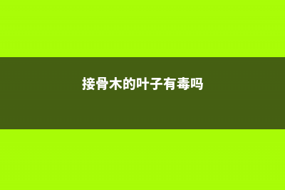 接骨木常见病虫害有哪些 (接骨木的叶子有毒吗)