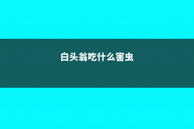 白头翁的病虫害及其防治 (白头翁吃什么害虫)