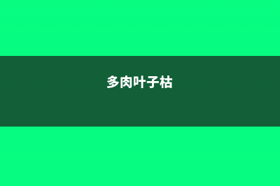 多肉枯叶不清理？生出虫害可就糟了 (多肉叶子枯)